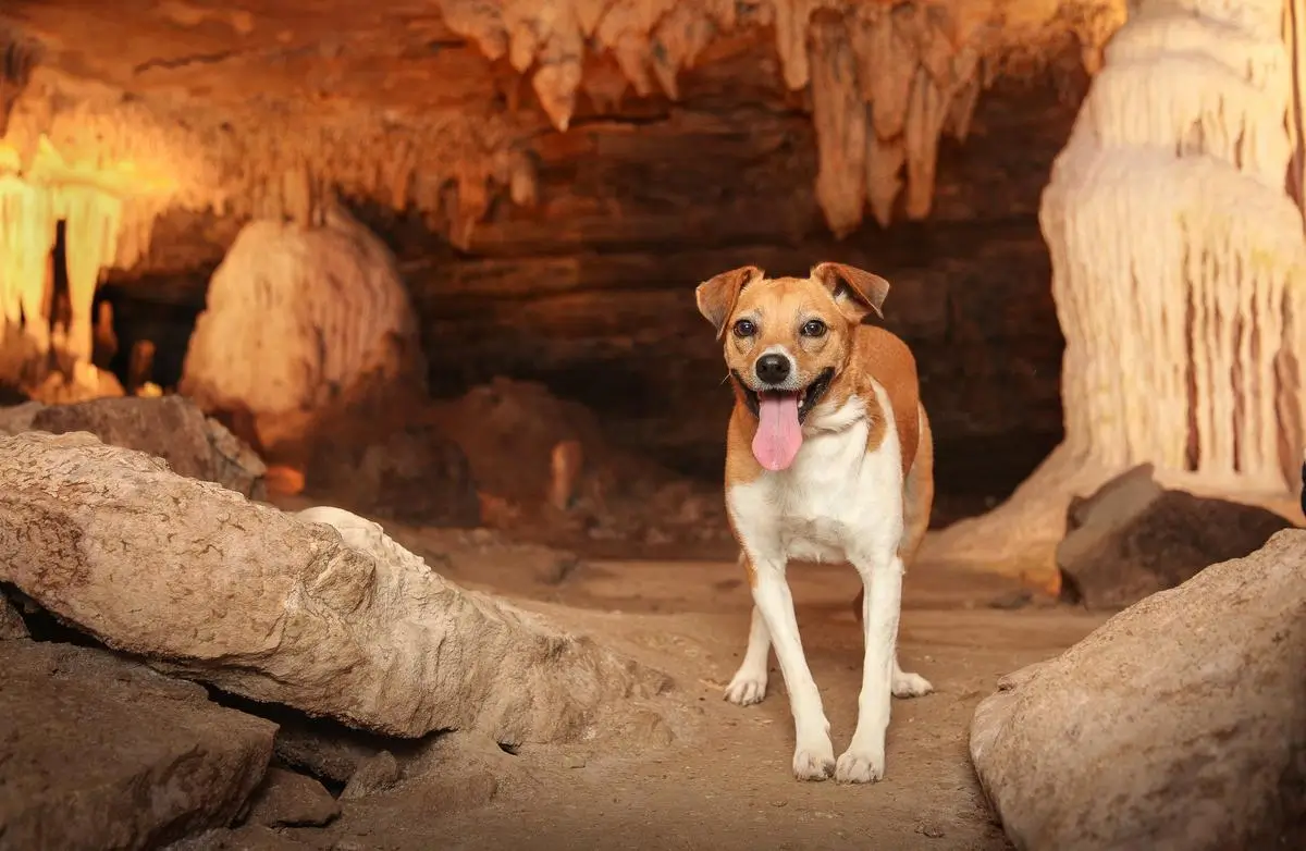 Visite de grotte avec un chien à vallon Pont d'arc